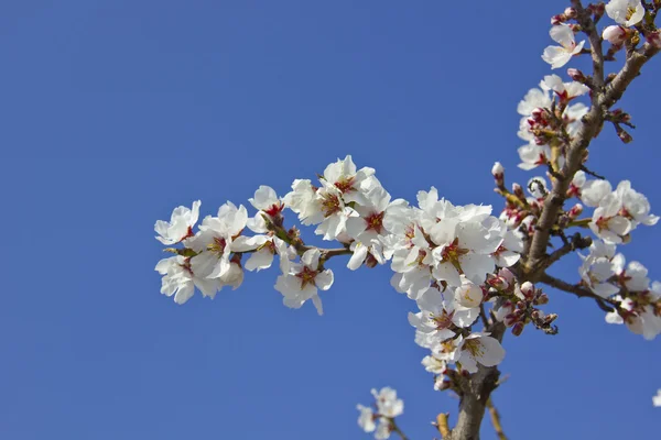 春に白い桜の木の詳細 — ストック写真