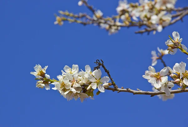 Cerezo blanco detalle en primavera —  Fotos de Stock