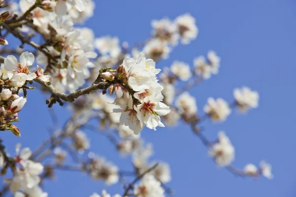 春に白い桜の木の詳細 — ストック写真