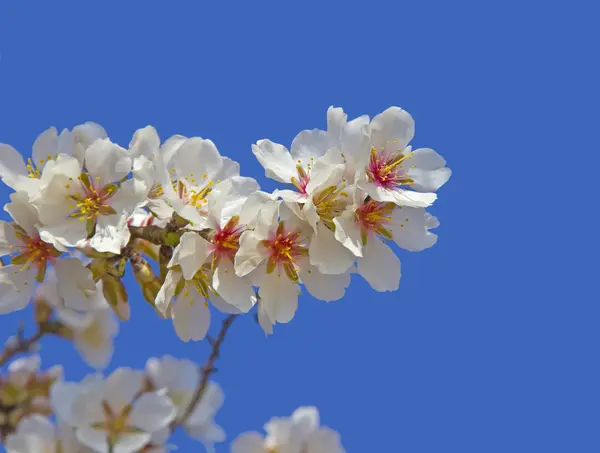 Biały drzewo wiśni szczegół na wiosnę — Zdjęcie stockowe