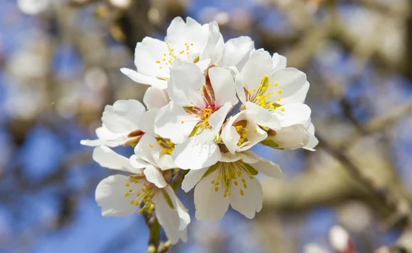 春に白い桜の木の詳細 — ストック写真