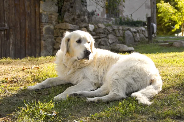 Pies golden retriever w ogrodzie — Zdjęcie stockowe
