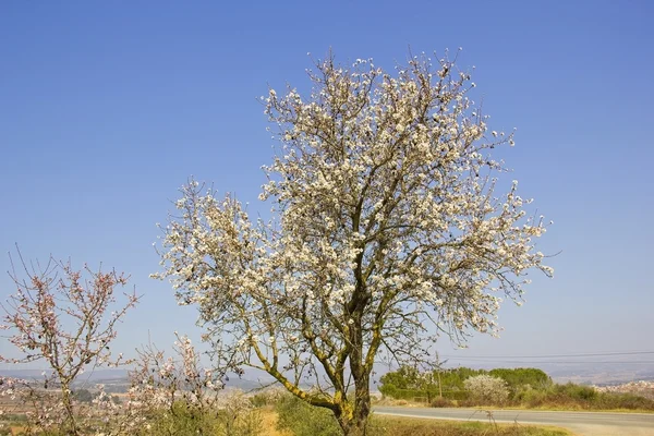 Árbol floreciente en primavera —  Fotos de Stock