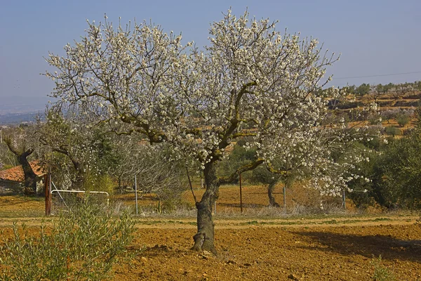 Kwitnąca drzewo na wiosnę — Zdjęcie stockowe
