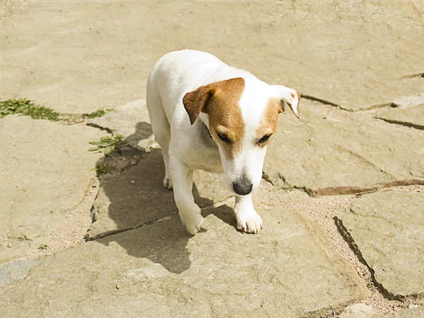 Jack russell köpek bahçede oynarken — Stok fotoğraf