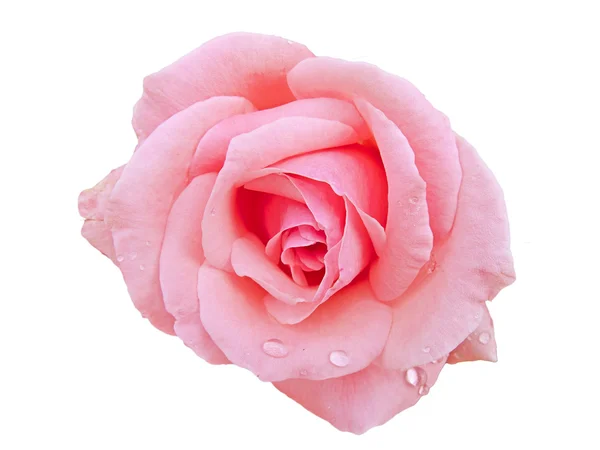 Λευκό τριαντάφυλλο με σταγόνες βροχής — Φωτογραφία Αρχείου