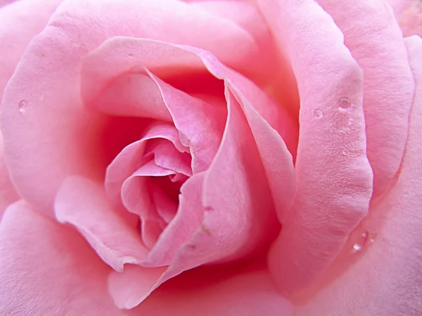 Rose blanche avec gouttes de pluie — Photo