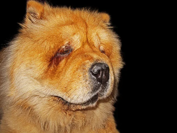 Chow-chow hund — Stockfoto