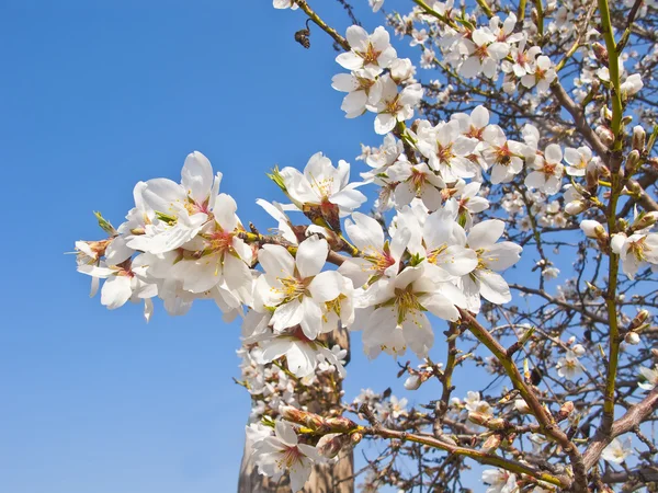 白桜の花 — ストック写真