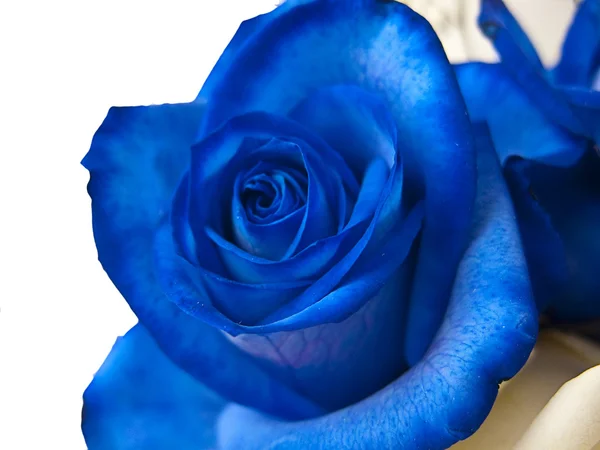 Blue rose — Stock Photo, Image