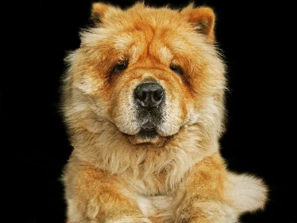 Chow chow —  Fotos de Stock