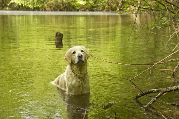 Golden retriever in the water — Stock Photo, Image