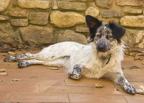 Feliz cão rafeiro — Fotografia de Stock