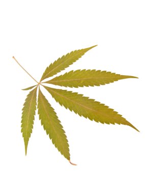 marihuana yaprağı