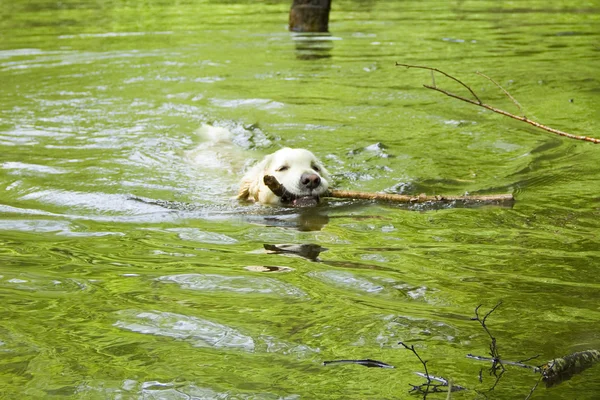 Golden retriever in the water — Stock Photo, Image