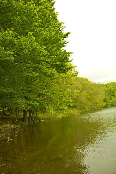 Green colors of spring in the mountain in Spain. A forest reflecting its trees in the water — Stock Photo, Image