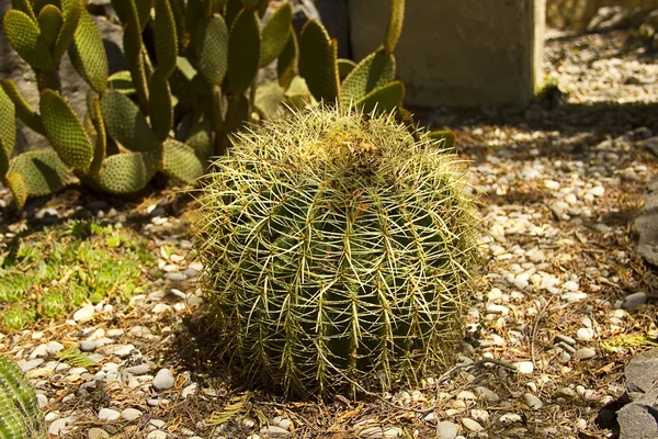 El cactus de bola de oro (Echinocactus grusonii ) — Foto de Stock
