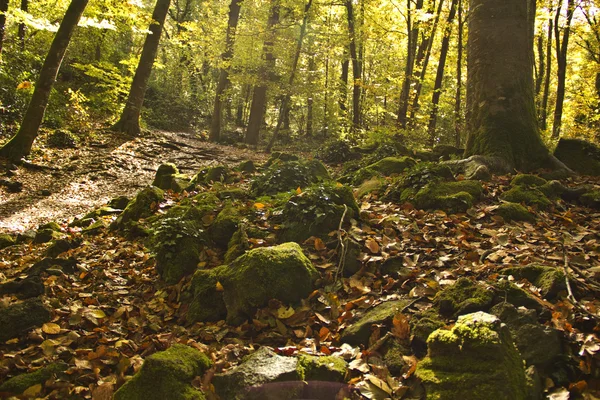 Sonbahar orman. Park Caddesi. sonbahar ormanı manzara. — Stok fotoğraf