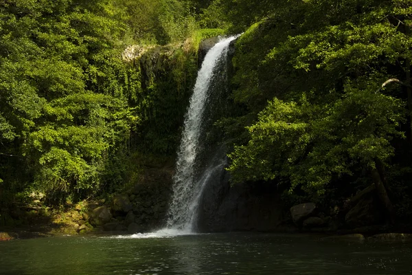 Waterfall in the forest — Stock Photo, Image