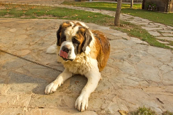 セントバーナード犬 — ストック写真