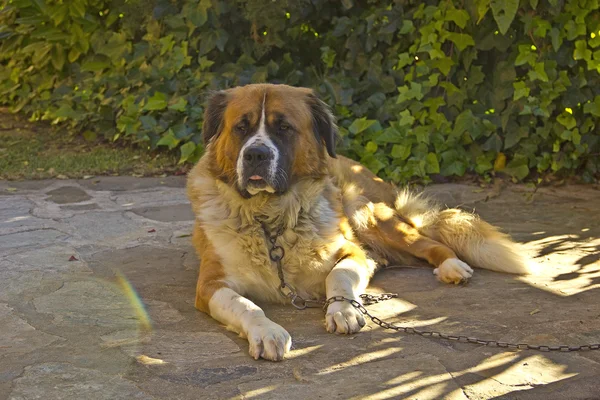 St. bernard hund — Stockfoto