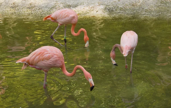 Pembe flamingolar — Stok fotoğraf