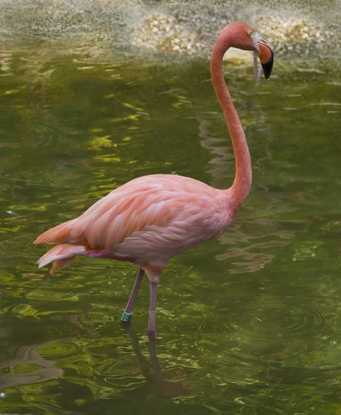 Pembe flamingo — Stok fotoğraf