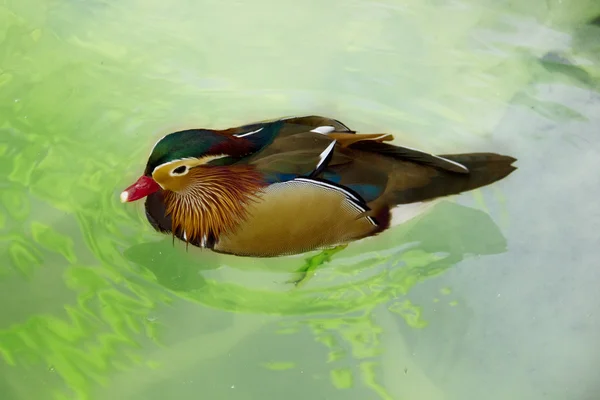 Kolorowe kaczki — Zdjęcie stockowe