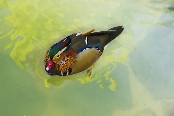 Canard coloré — Photo