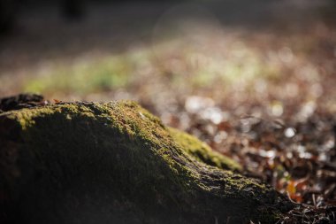 Ormanda ağaç gövdesi ve yerde kuru yapraklar..