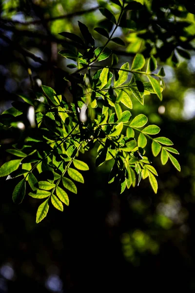 Lindas Folhas Verdes Árvore Iluminada Pelo Pôr Sol — Fotografia de Stock