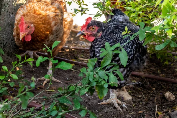 Ayam Makan Dengan Cahaya Matahari Terbenam Stok Foto