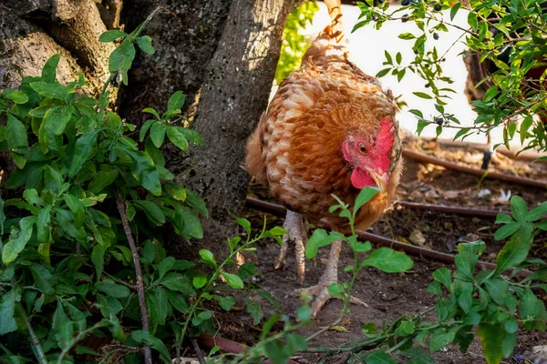 Ayam Makan Dengan Cahaya Matahari Terbenam Stok Lukisan  