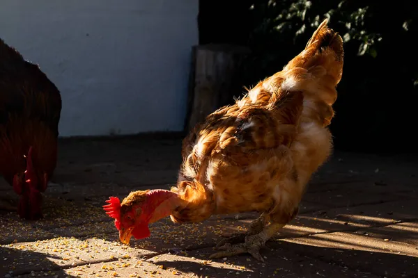 Ayam Makan Dengan Cahaya Matahari Terbenam Stok Gambar