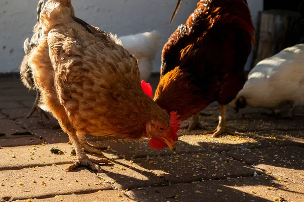 Ayam Makan Dengan Cahaya Matahari Terbenam Stok Gambar Bebas Royalti