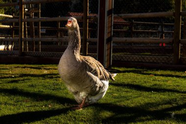 Gün batımında büyük kaz. Fotoğraf için poz.