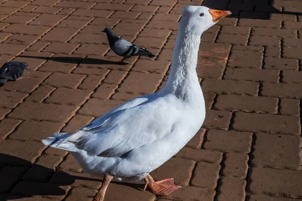 日没の光を持つ大きなガチョウ 写真のポーズ — ストック写真