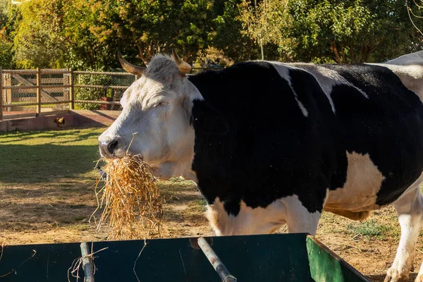 Mléčné Krávy Jíst Vegetací Pozadí Stock Snímky