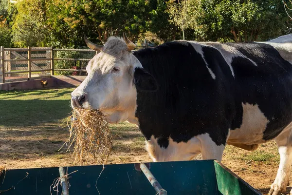 Mléčné Krávy Jíst Vegetací Pozadí Stock Obrázky