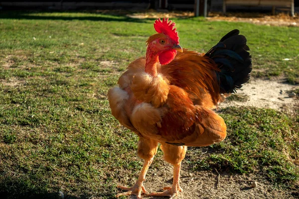 Ayam Berpose Untuk Kamera Dengan Latar Belakang Rumput Stok Foto Bebas Royalti