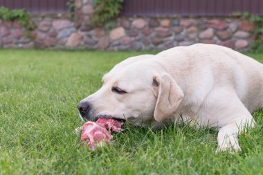  Hafif bir labrador köpeği çimenlikte et kemiğini kemiriyor.