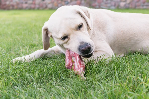  Hafif bir labrador köpeği çimenlikte et kemiğini kemiriyor.