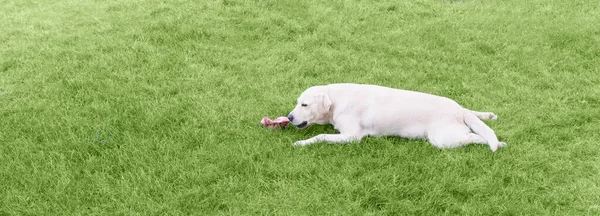 Een Lichte Labrador Hond Knaagt Aan Een Vleesbeen Het Gazon — Stockfoto