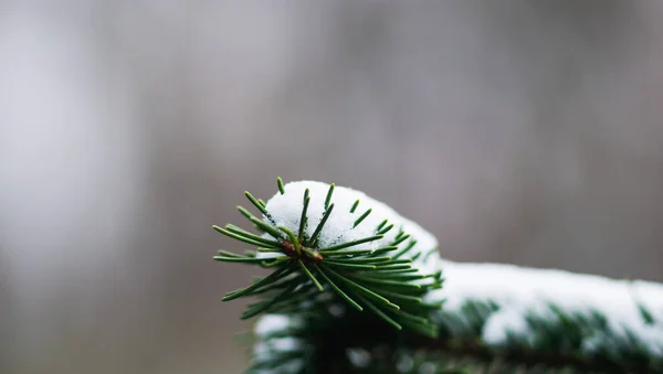 Spar Poot Bedekt Met Sneeuw Bij Bewolkt Winterweer — Stockfoto