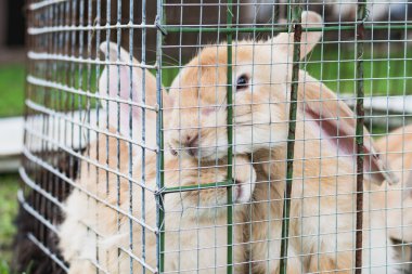 Farklı renkte tavşanlar kafeslerde oturuyorlar.