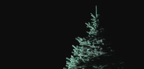 Silhueta Iluminada Abeto Verde Escuridão Noite — Fotografia de Stock