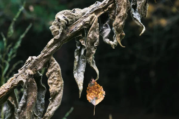 秋の森の中で枯れた草本植物 — ストック写真