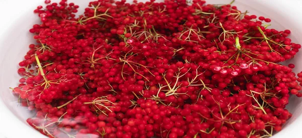 Ramas Bayas Viburnum Empapadas Tazón Agua — Foto de Stock