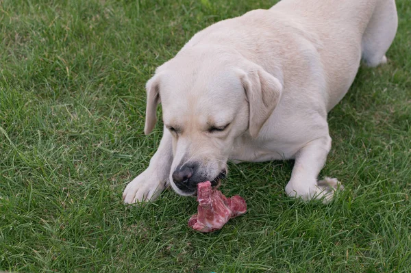 一只轻便的拉布拉多犬正在草坪上啃肉骨头 图库照片