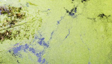 Yeşil ördek yosunuyla kaplı bir orman nehrinin parçası.